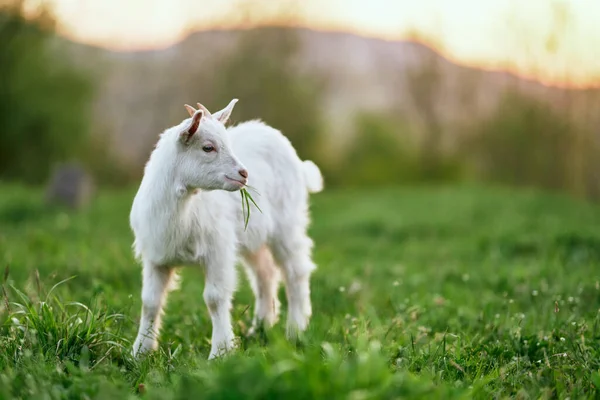 Pequeno Bode Bebê Bonito Fazenda — Fotografia de Stock