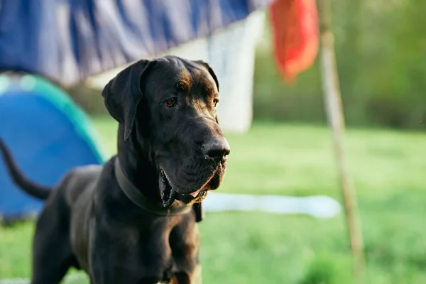 Söt Svart Hund Grön Gräsmatta — Stockfoto