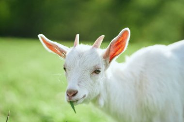 Çiftlikteki küçük sevimli keçi yavrusu