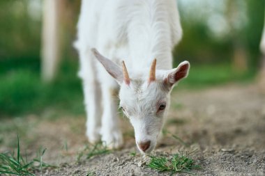 Çiftlikteki küçük sevimli keçi yavrusu