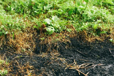 yanmış çimen arkaplanı, eko