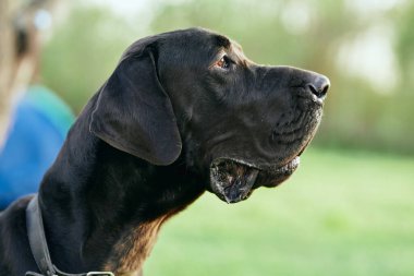 Yeşil çimlerde sevimli siyah köpek 