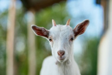 Çiftlikteki küçük sevimli keçi yavrusu