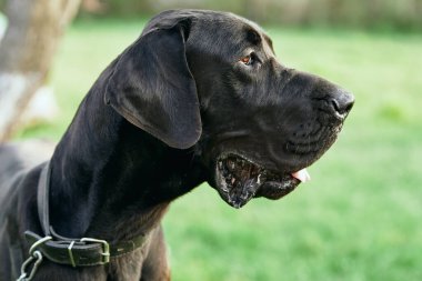 Yeşil çimlerde sevimli siyah köpek 