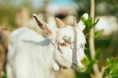 Çiftlikteki küçük sevimli keçi yavrusu