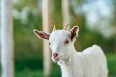 Çiftlikteki küçük sevimli keçi yavrusu