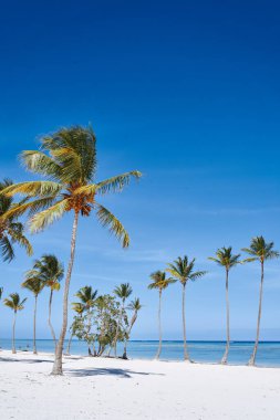 Sahilde yetişen güzel palmiyeler      