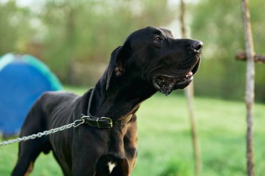 Yeşil çimlerde sevimli siyah köpek 