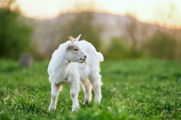 Pequeno Bode Bebê Bonito Fazenda — Fotografia de Stock