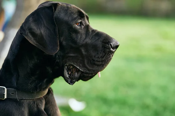 Netter Schwarzer Hund Auf Grünem Rasen — Stockfoto