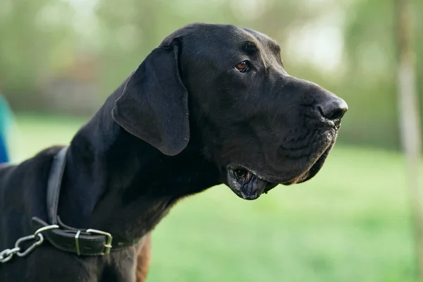 Leuke Zwarte Hond Groen Gazon — Stockfoto