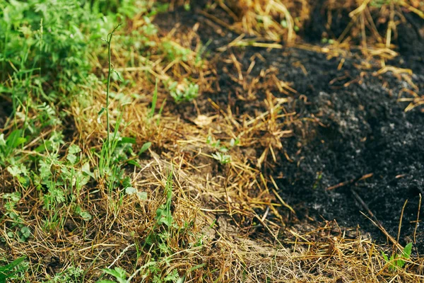 Verbranntes Gras Hintergrund Öko — Stockfoto