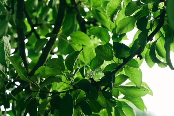 Zielone Liście Drzewa Zbliżenie — Zdjęcie stockowe