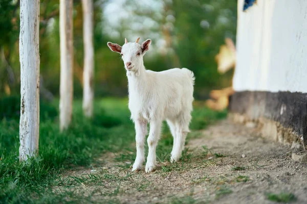 Pequeno Bode Bebê Bonito Fazenda — Fotografia de Stock