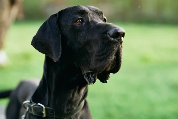 Leuke Zwarte Hond Groen Gazon — Stockfoto