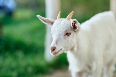 Çiftlikteki küçük sevimli keçi yavrusu