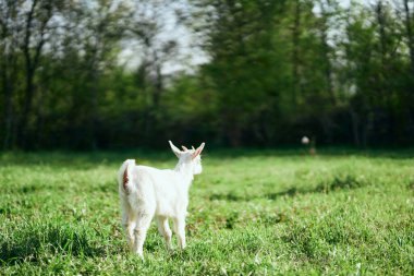 Çiftlikteki küçük sevimli keçi yavrusu
