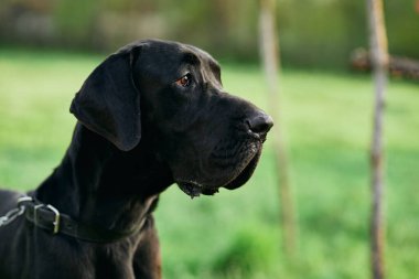 Yeşil çimlerde sevimli siyah köpek 
