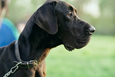 Yeşil çimlerde sevimli siyah köpek 