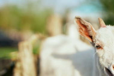 Çiftlikteki küçük sevimli keçi yavrusu