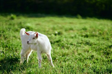 Çiftlikteki küçük sevimli keçi yavrusu