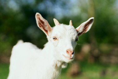 Çiftlikteki küçük sevimli keçi yavrusu