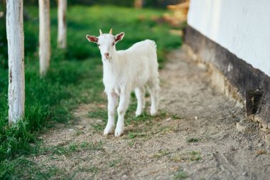 Çiftlikteki küçük sevimli keçi yavrusu