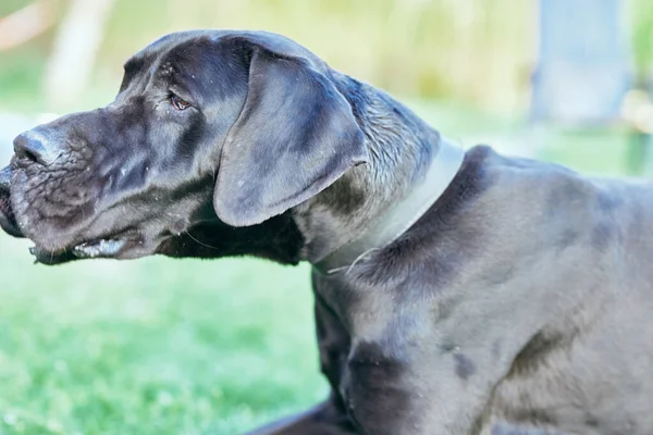 緑の芝生の上でかわいい黒い犬 — ストック写真
