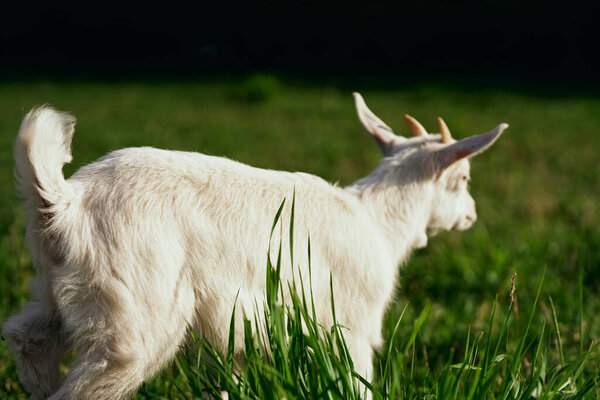 Cute little baby goat on the farm