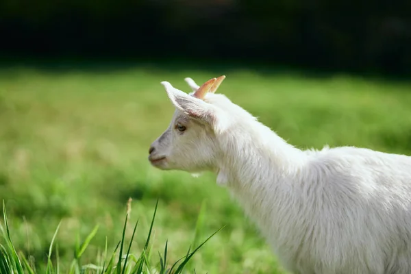 Pequeno Bode Bebê Bonito Fazenda — Fotografia de Stock