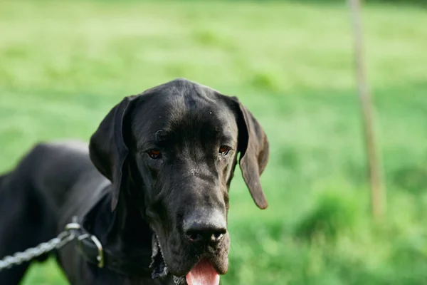 Lindo Perro Negro Césped Verde —  Fotos de Stock