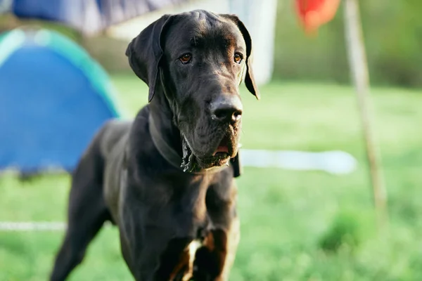 Söt Svart Hund Grön Gräsmatta — Stockfoto