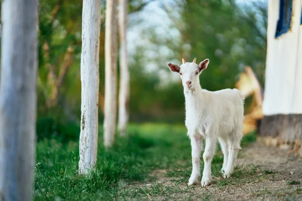 Niedliche Kleine Ziegenbaby Auf Dem Bauernhof — Stockfoto