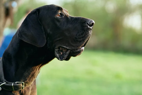 Leuke Zwarte Hond Groen Gazon — Stockfoto