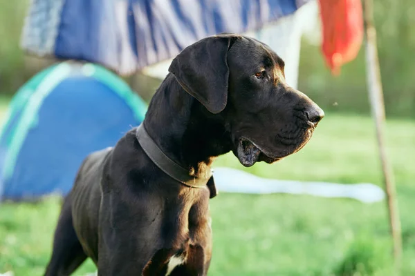 Söt Svart Hund Grön Gräsmatta — Stockfoto