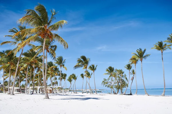 Hermosos Tees Palma Creciendo Playa — Foto de Stock