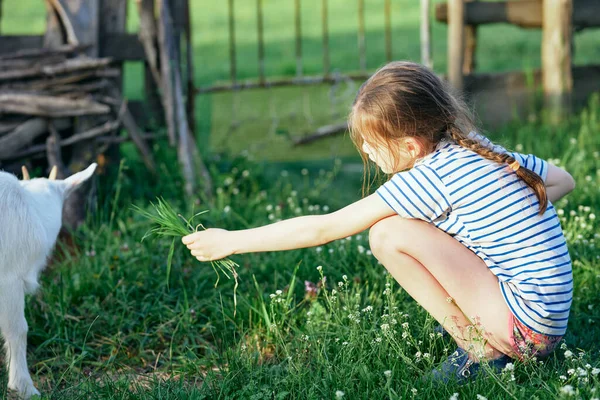 Menina Bonito Jogando Com Cabra Branca Gramado — Fotografia de Stock