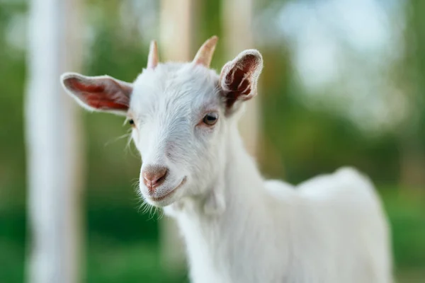 Carino Capretto Bambino Fattoria — Foto Stock