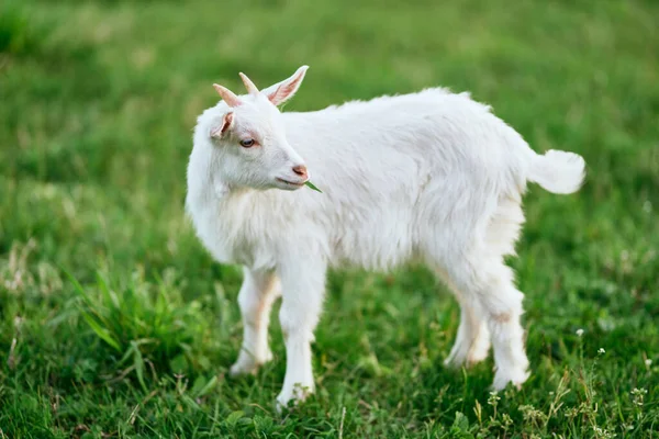 Lindo Pequeño Bebé Cabra Granja —  Fotos de Stock