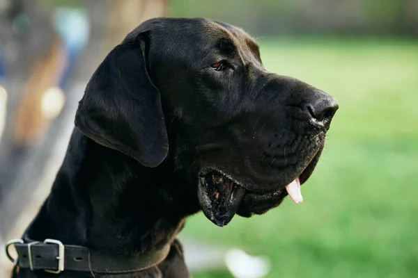 Netter Schwarzer Hund Auf Grünem Rasen — Stockfoto