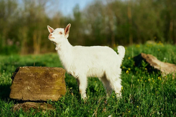 Pequeno Bode Bebê Bonito Fazenda — Fotografia de Stock