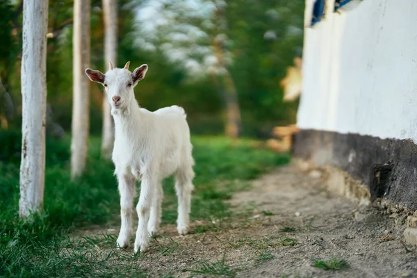 Pequeno Bode Bebê Bonito Fazenda — Fotografia de Stock