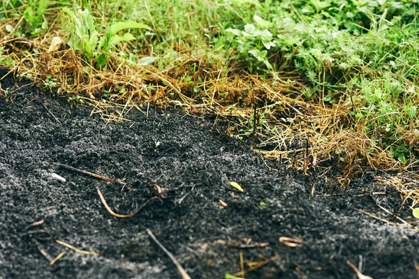 Bränt Gräs Bakgrund Eco — Stockfoto