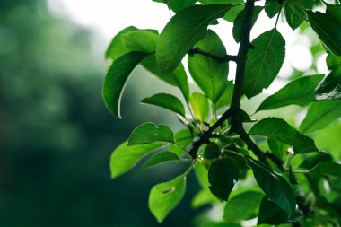 Yeşil ağaç yaprakları, kapatın.