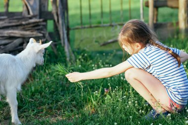 Çimlerde beyaz keçiyle oynayan tatlı bir kız. 