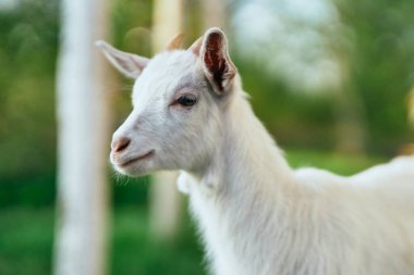 Çiftlikteki küçük sevimli keçi yavrusu