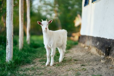 Çiftlikteki küçük sevimli keçi yavrusu