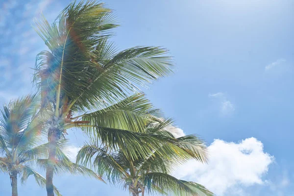 Green palm tree leaves on blue sky background