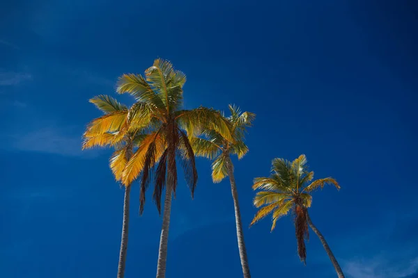 Green palm tree leaves on blue sky background