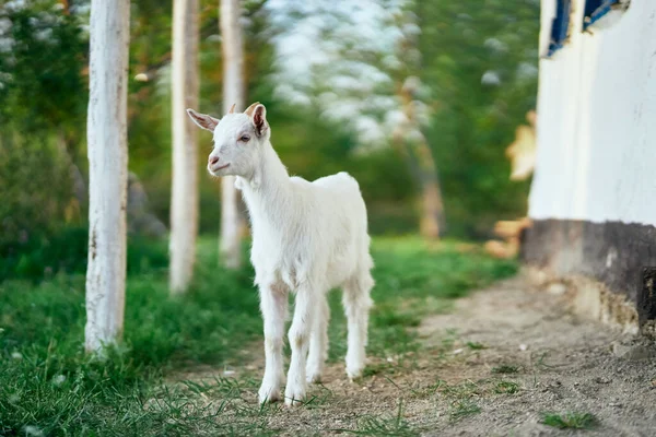 Pequeno Bode Bebê Bonito Fazenda — Fotografia de Stock